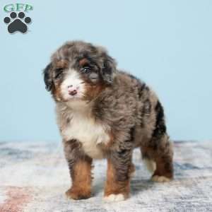 Cheif, Mini Bernedoodle Puppy